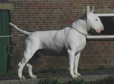 Publication : Nominoë's