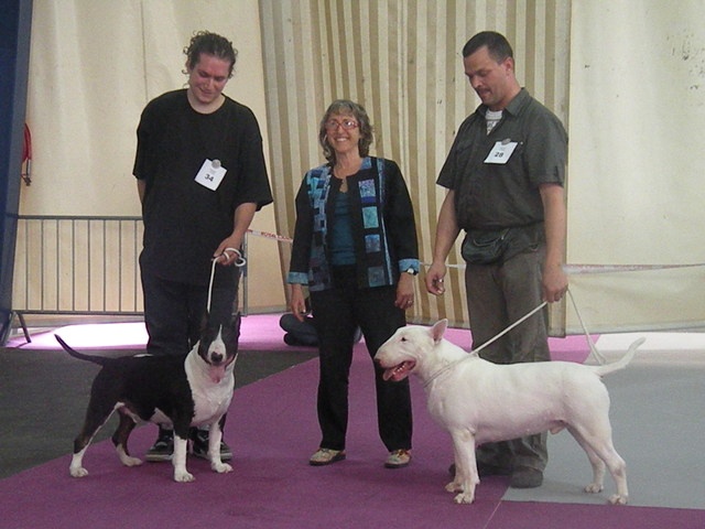 CH. megaville Superstition - RCACS, 2nd Excellent, Males OPEN