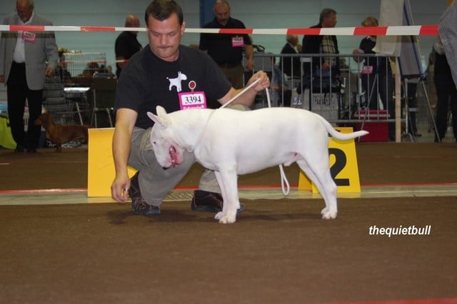 CH. megaville Superstition - CACL, 1st Excellent, Males Intermediate