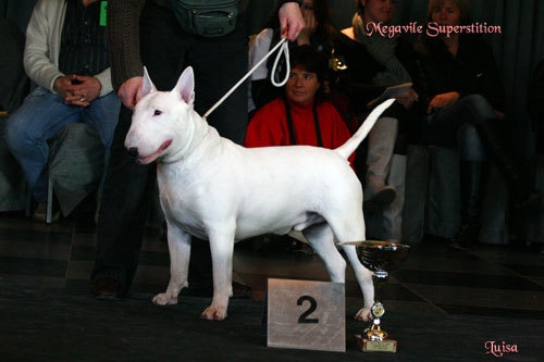 CH. megaville Superstition - 2nd Excellent, Males Youth