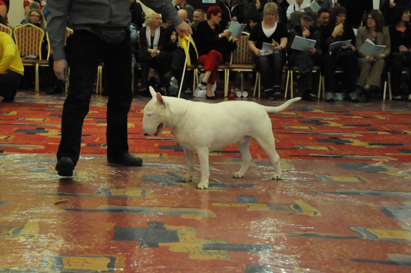 CH. megaville Superstition - 3rd Excellent, Males Post Graduate