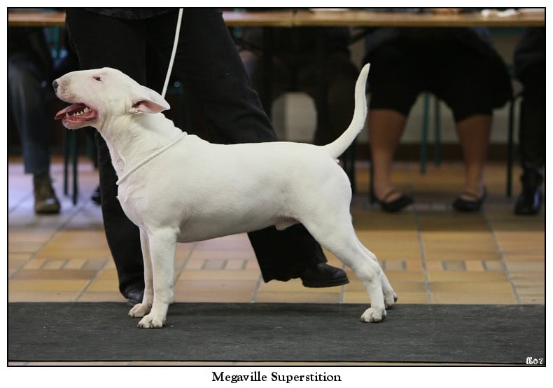 CH. megaville Superstition - BEST PUPPY IN SHOW, 1st Very Promising