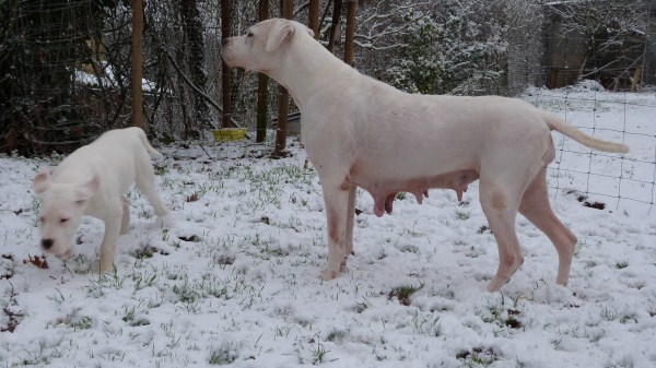 Publication : Du Pays Melusin Auteur : DU PAYS MELUSIN