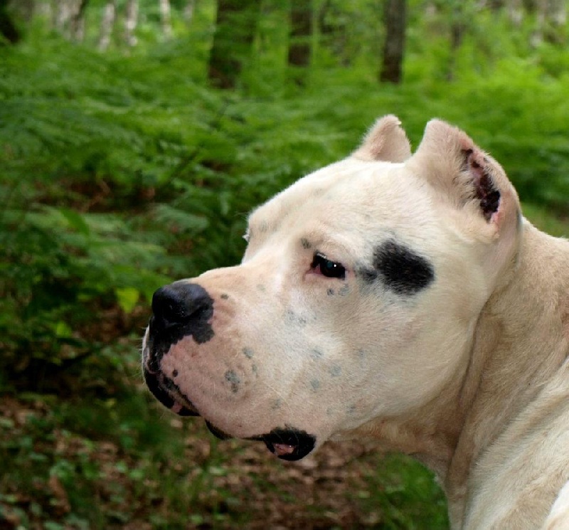 Publication : Du Pays Melusin