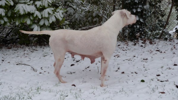 Publication : Du Pays Melusin Auteur : DU PAYS MELUSIN