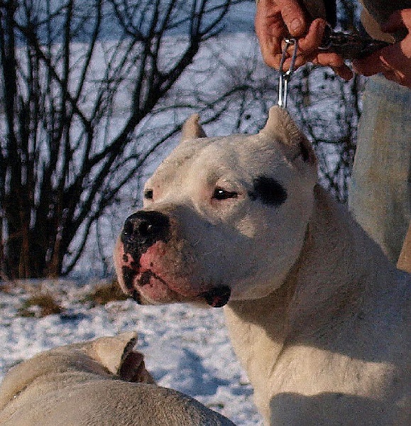 Publication : Du Pays Melusin