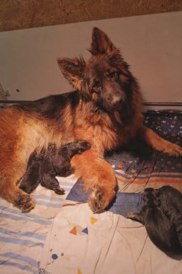 Les chiots de Berger Allemand Poil Long