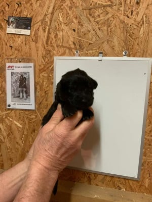 Les chiots de Berger Allemand Poil Long