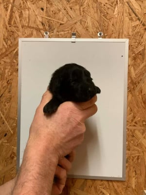 Les chiots de Berger Allemand Poil Long