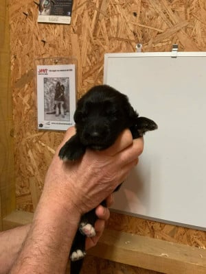 Les chiots de Berger Allemand Poil Long