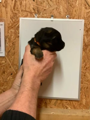 Les chiots de Berger Allemand Poil Long