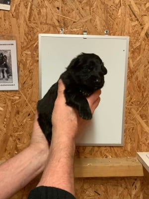 Les chiots de Berger Allemand Poil Long