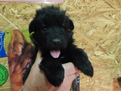 Les chiots de Berger Allemand Poil Long