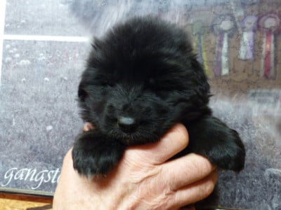 Les chiots de Berger Allemand Poil Long