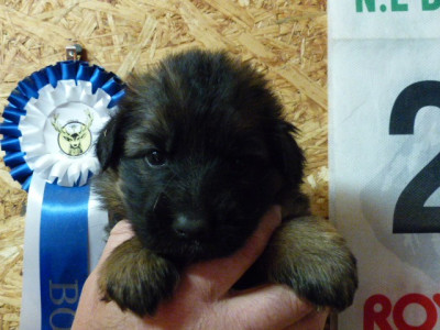Les chiots de Berger Allemand Poil Long