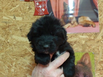 Les chiots de Berger Allemand Poil Long