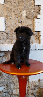Les chiots de Berger Allemand Poil Long