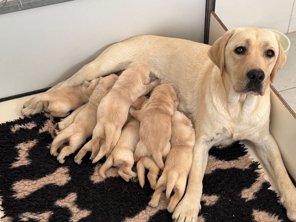 CHIOT 8 - Labrador Retriever