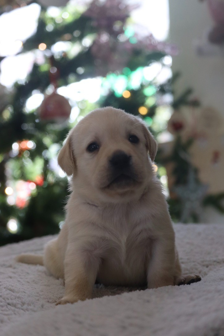 CHIOT 3 - Labrador Retriever