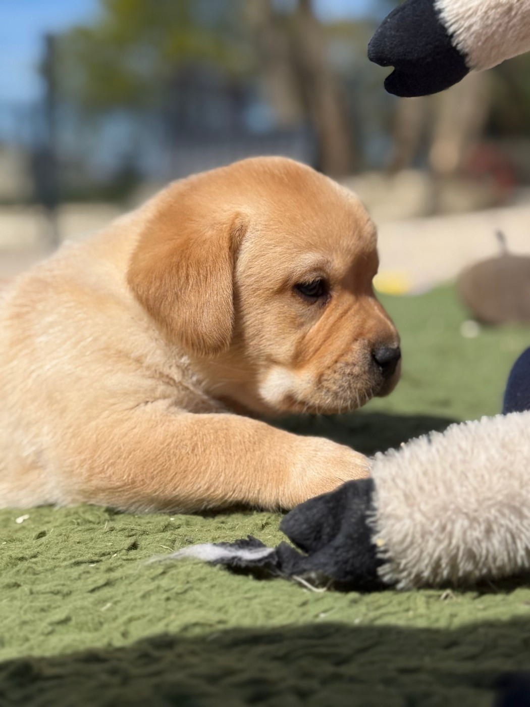 Male sable - Labrador Retriever