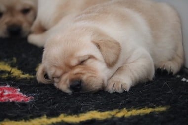 Chiot N°2 - Labrador Retriever