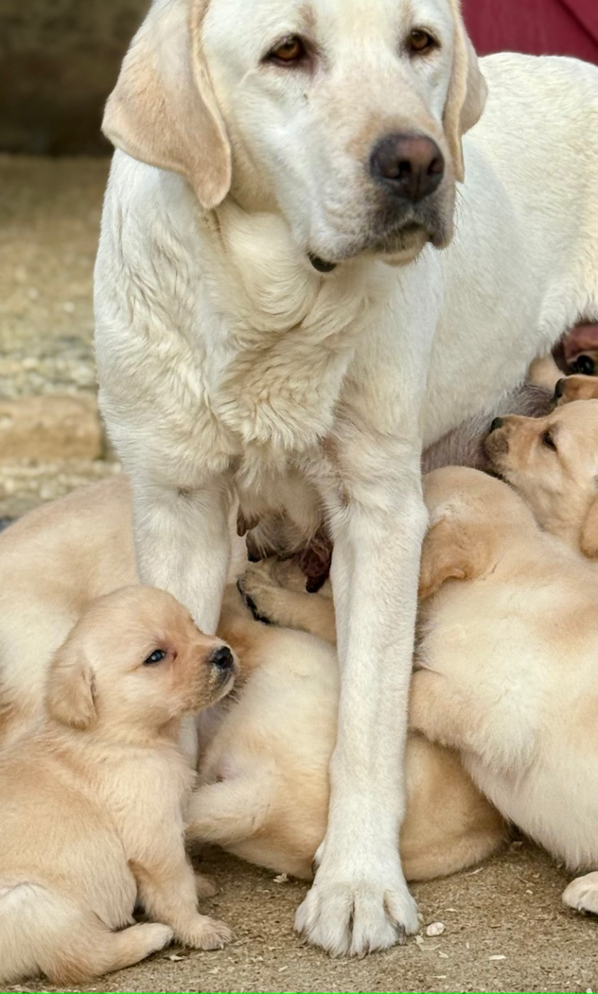 Chiot N°3 - Labrador Retriever