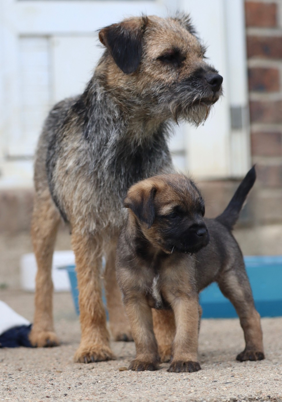 Chiot N°6 - Border Terrier