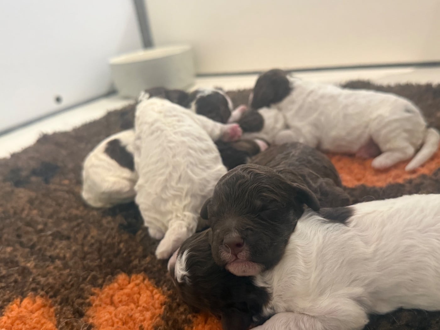 CHIOT 4 - Lagotto Romagnolo