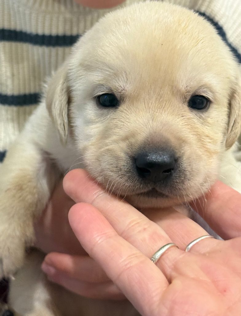 CHIOT 2 - Labrador Retriever