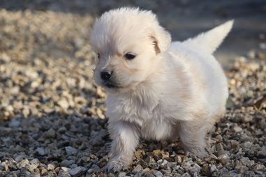 Mini louloute - Golden Retriever
