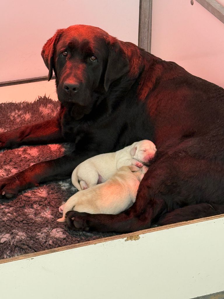 Femelle sable - Labrador Retriever