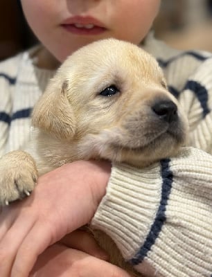 Les chiots de Labrador Retriever