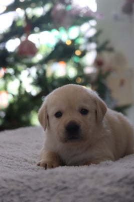 Les chiots de Labrador Retriever
