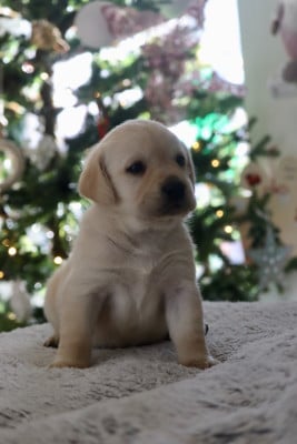 Les chiots de Labrador Retriever
