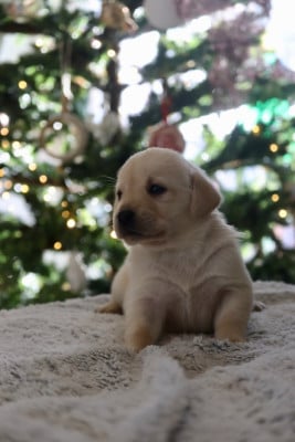 Les chiots de Labrador Retriever