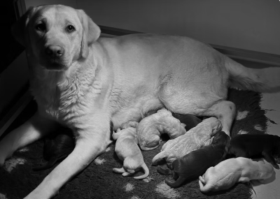 Les chiots de Labrador Retriever