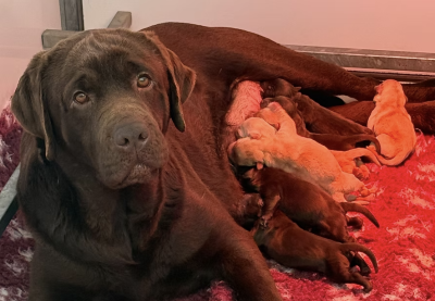 Les chiots de Labrador Retriever