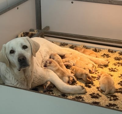 Les chiots de Labrador Retriever