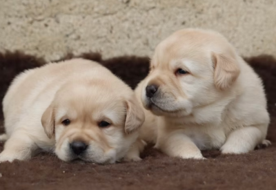 Les chiots de Labrador Retriever