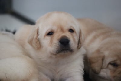 Les chiots de Labrador Retriever