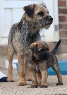 Les chiots de Border Terrier