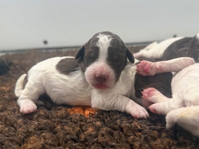 CHIOT 3 - Lagotto Romagnolo