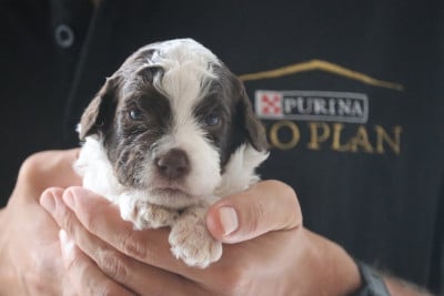 Les chiots de Lagotto Romagnolo