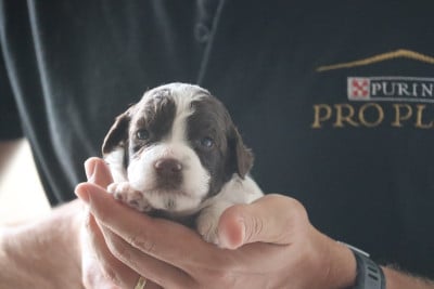 Les chiots de Lagotto Romagnolo