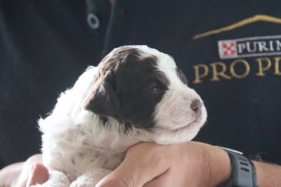 Les chiots de Lagotto Romagnolo