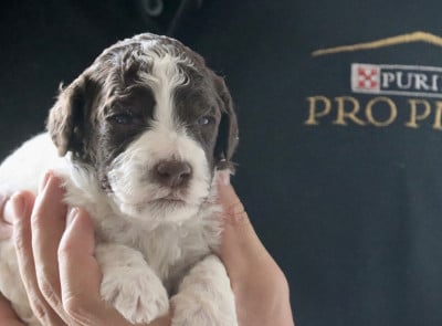 Les chiots de Lagotto Romagnolo