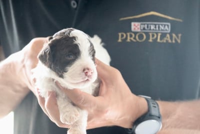 Les chiots de Lagotto Romagnolo