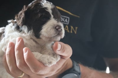 Les chiots de Lagotto Romagnolo