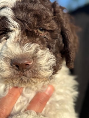 Les chiots de Lagotto Romagnolo