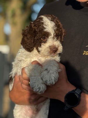 Les chiots de Lagotto Romagnolo